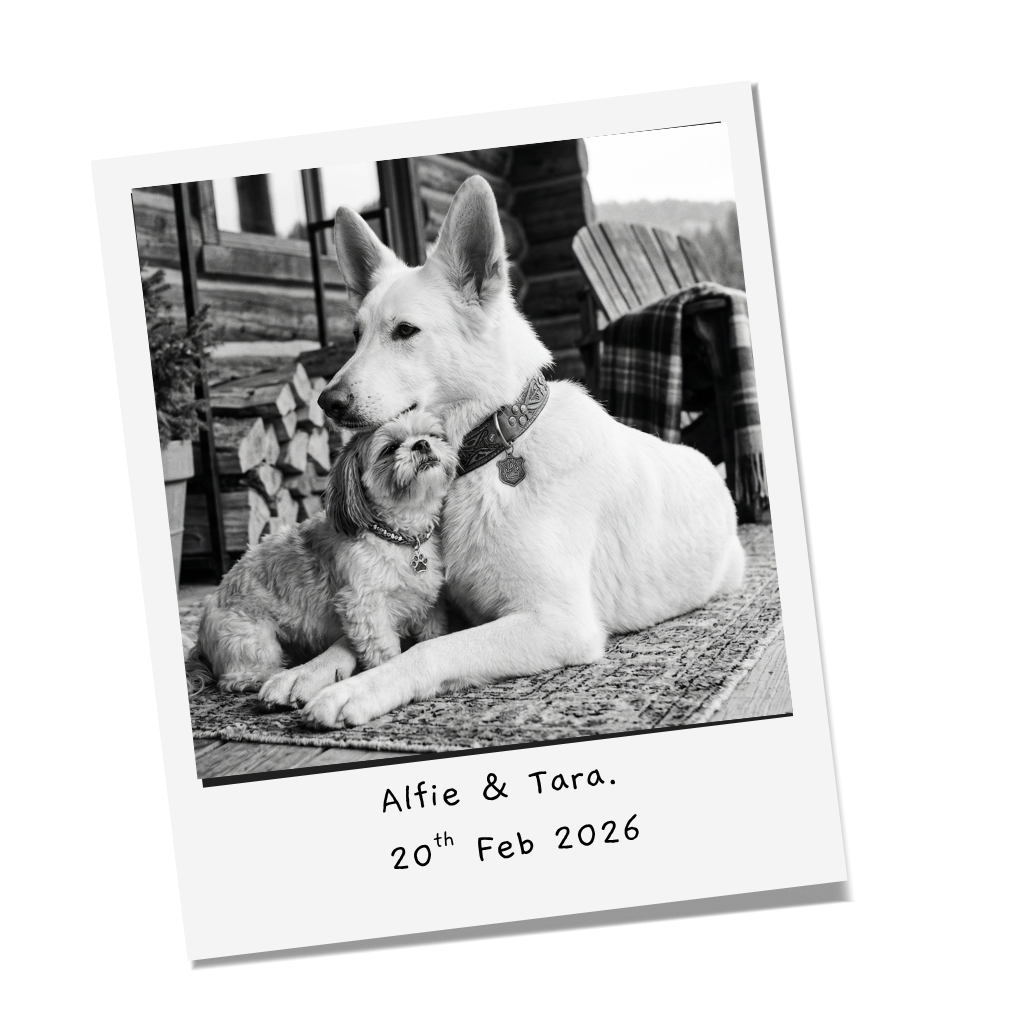 The Alfie and Tara homepage, led by the dogs themselves